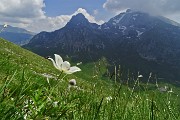 51 Anemone alpino (Pulsatilla alpina, Pulsatilla alba)